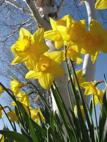 Spring_daffodils.JPG